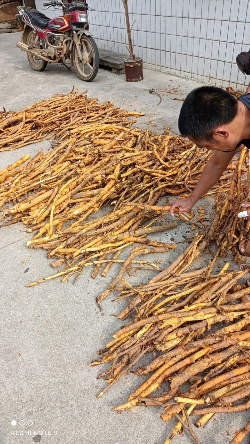 江西野生穿破石鲜货中药材各种规格批发零售，大量上市，