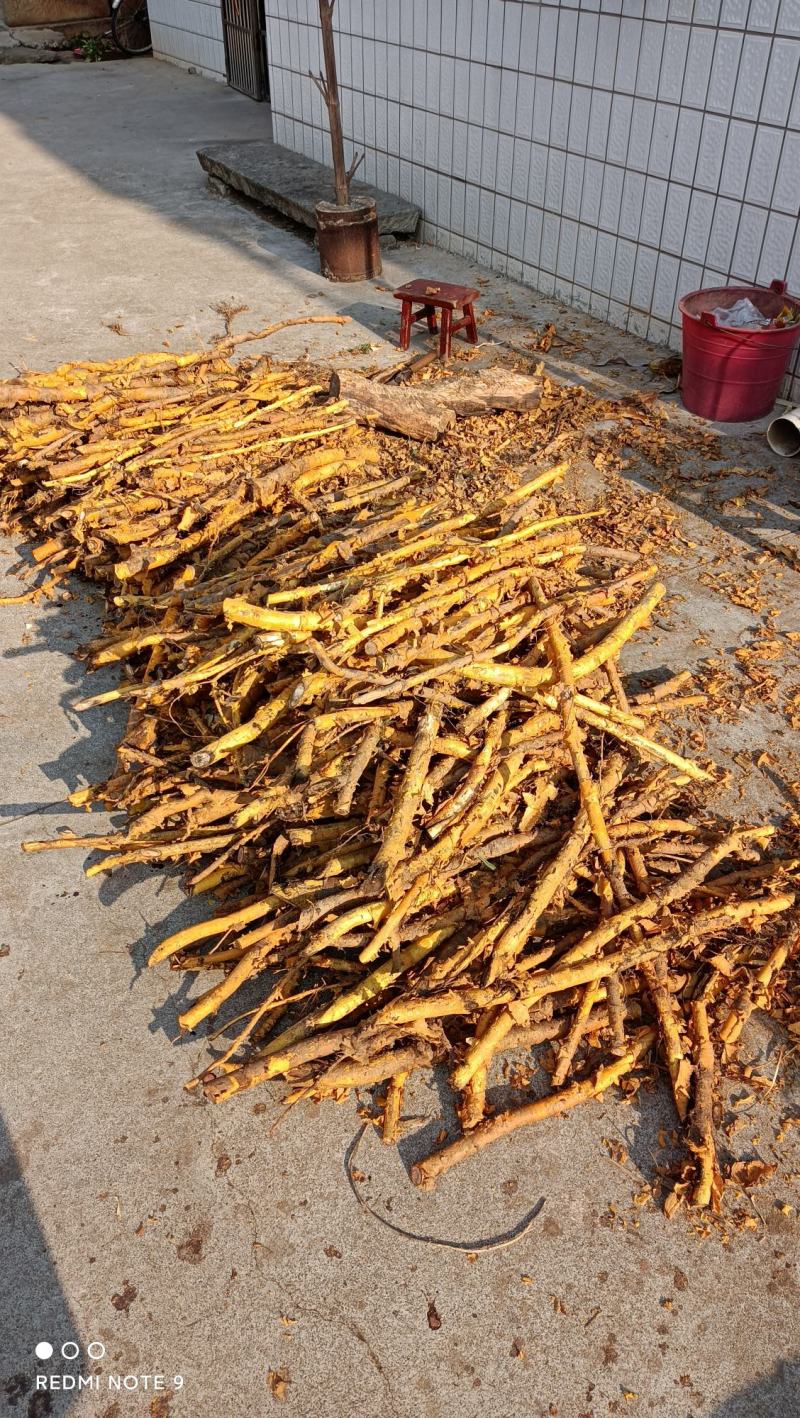 江西野生穿破石鲜货中药材各种规格批发零售，大量上市，