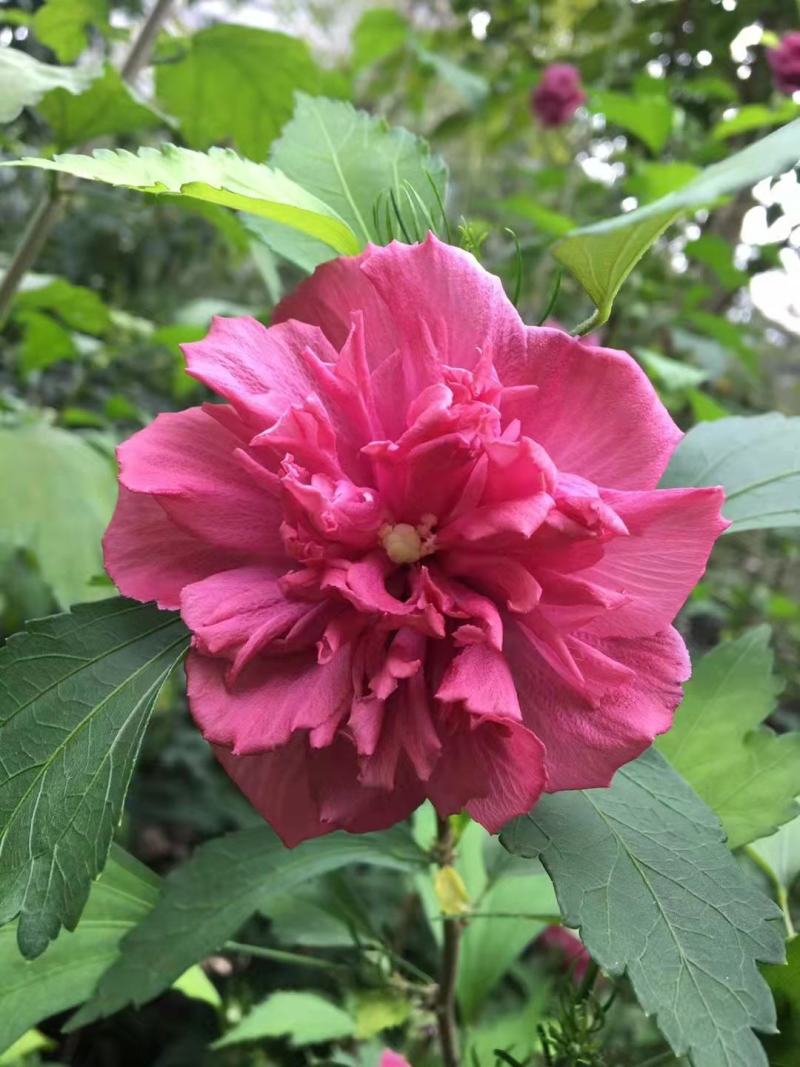 木槿花苗，基地出售多品种紫玉木槿，蓝莓冰沙木槿，雪纺木槿
