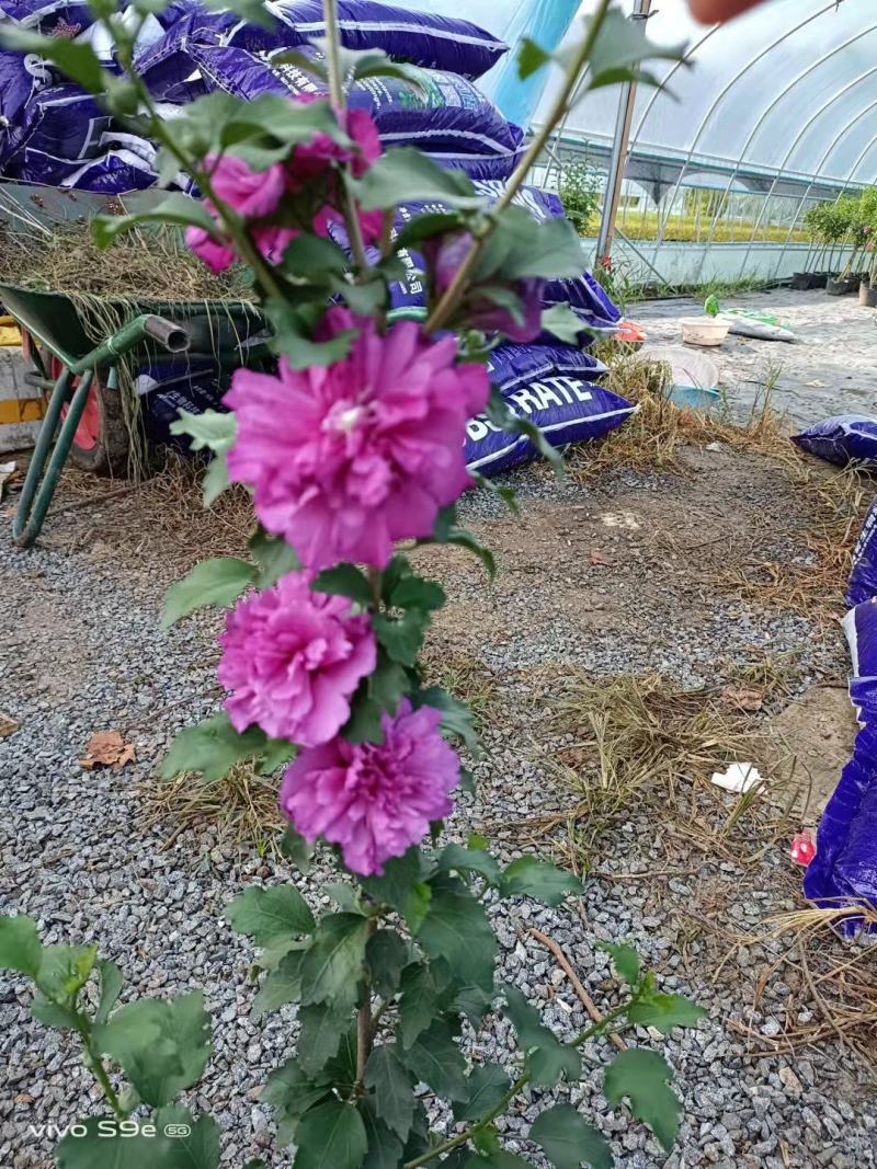 木槿花苗，基地出售多品种紫玉木槿，蓝莓冰沙木槿，雪纺木槿