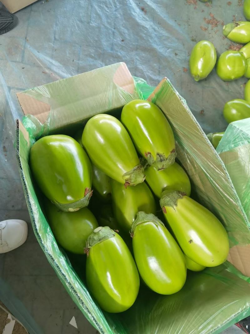 东北暖棚青茄大量上市，5两以上新开源的小秧绿茄子保证质量