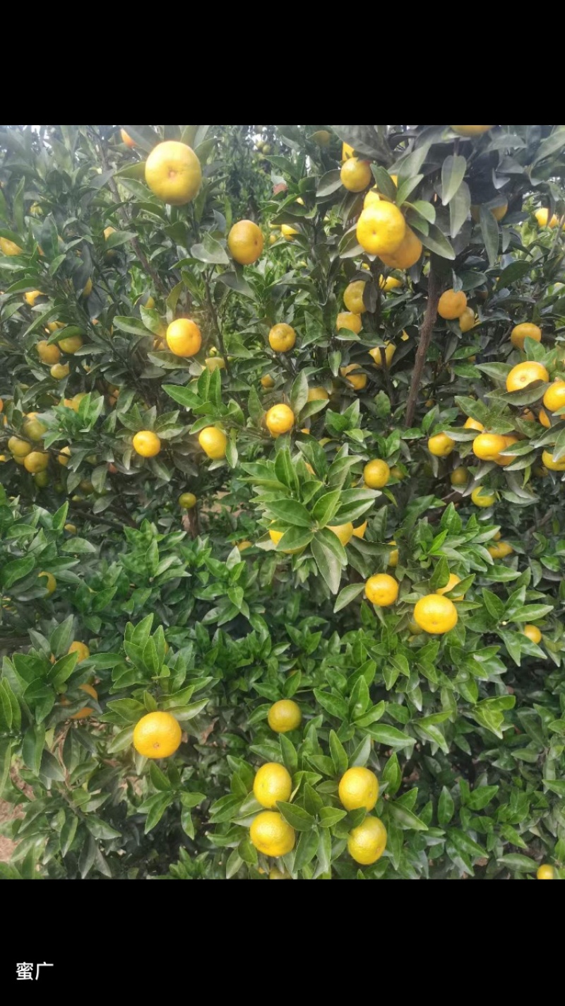 南丰蜜橘，沙糖桔，广橘，蜜广，电商货，市场货，欢迎咨询