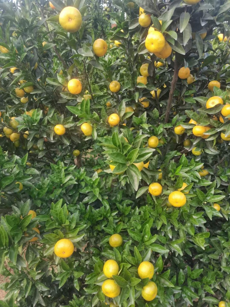南丰蜜橘，沙糖桔，广橘，蜜广，电商货，市场货，欢迎咨询
