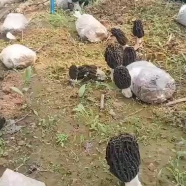 羊肚菌种