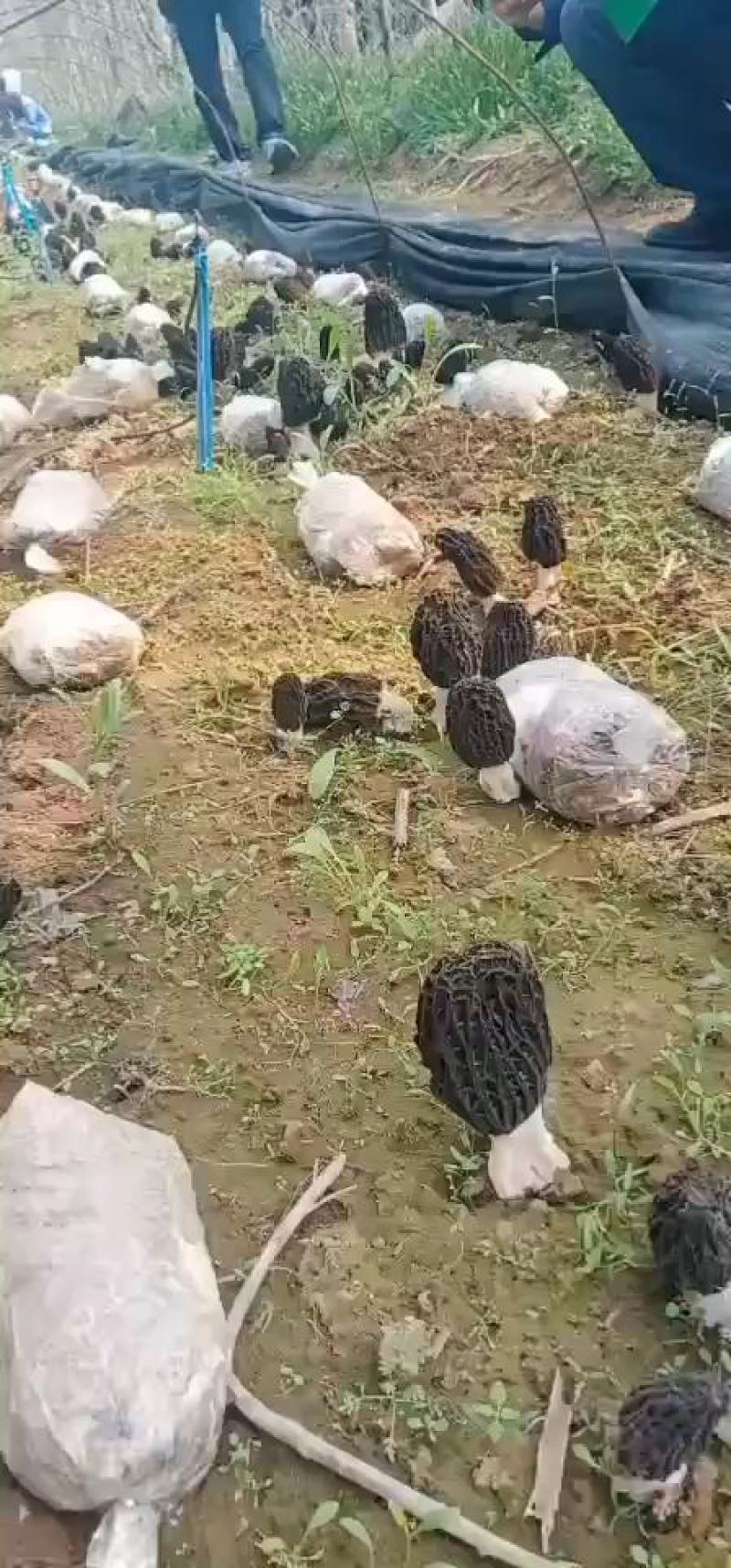 羊肚菌种