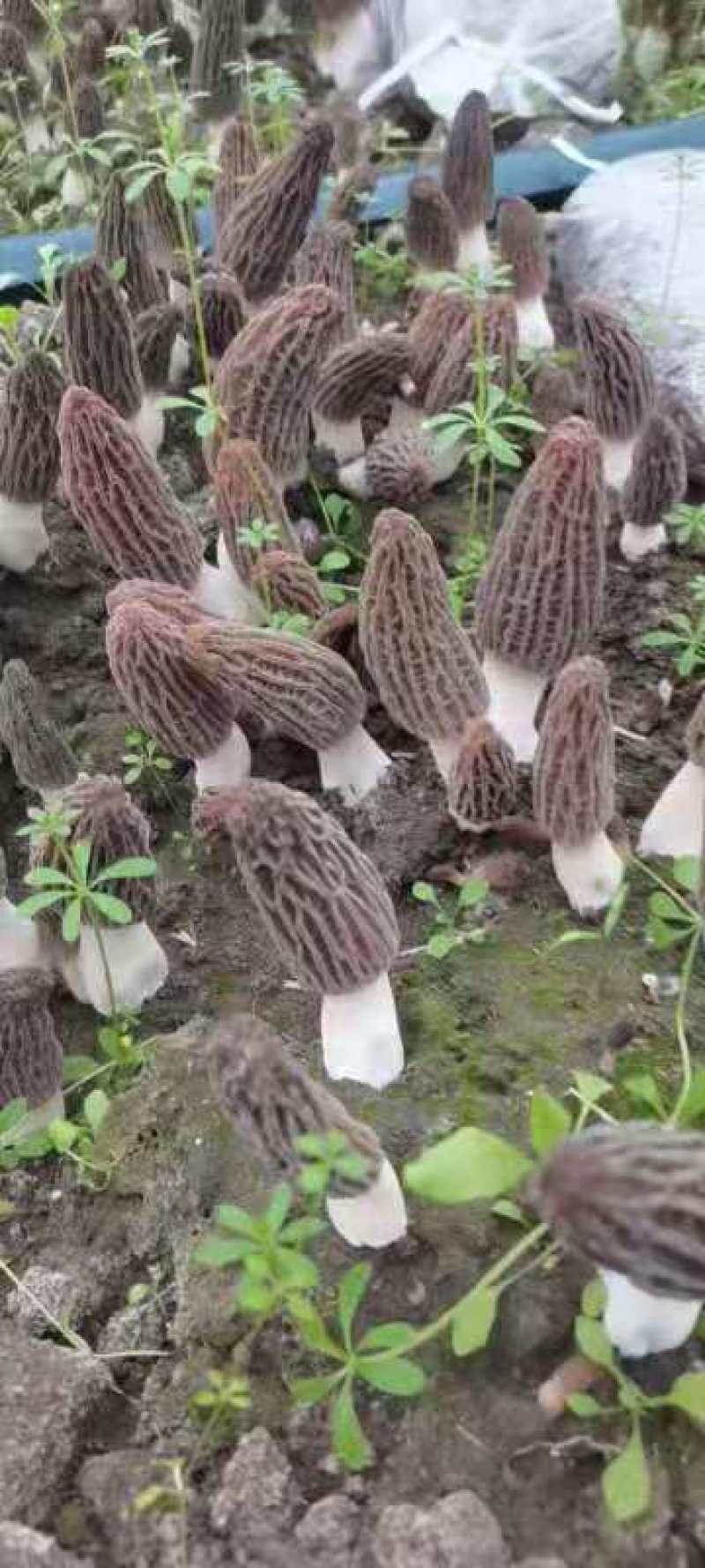 羊肚菌种