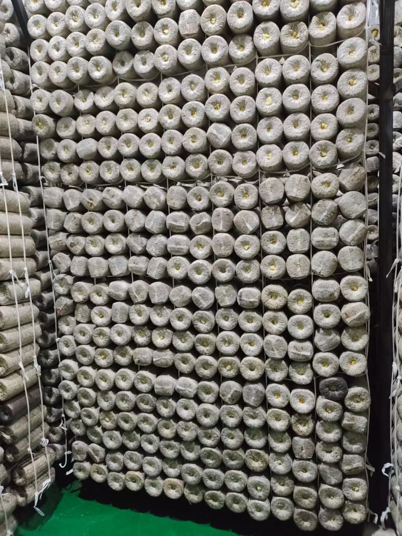羊肚菌种