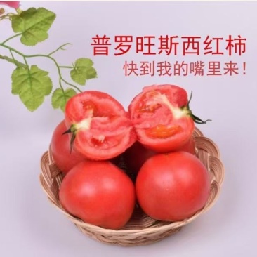 普罗旺斯苗子抗病毒抗死棵高产糖度高耐运输