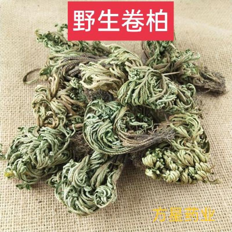 卷柏，返魂草，九死返魂草新货质量保证，欢迎咨询选购