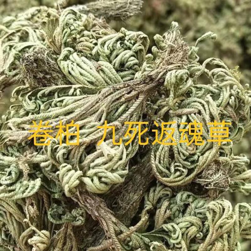 卷柏，返魂草，九死返魂草新货质量保证，欢迎咨询选购