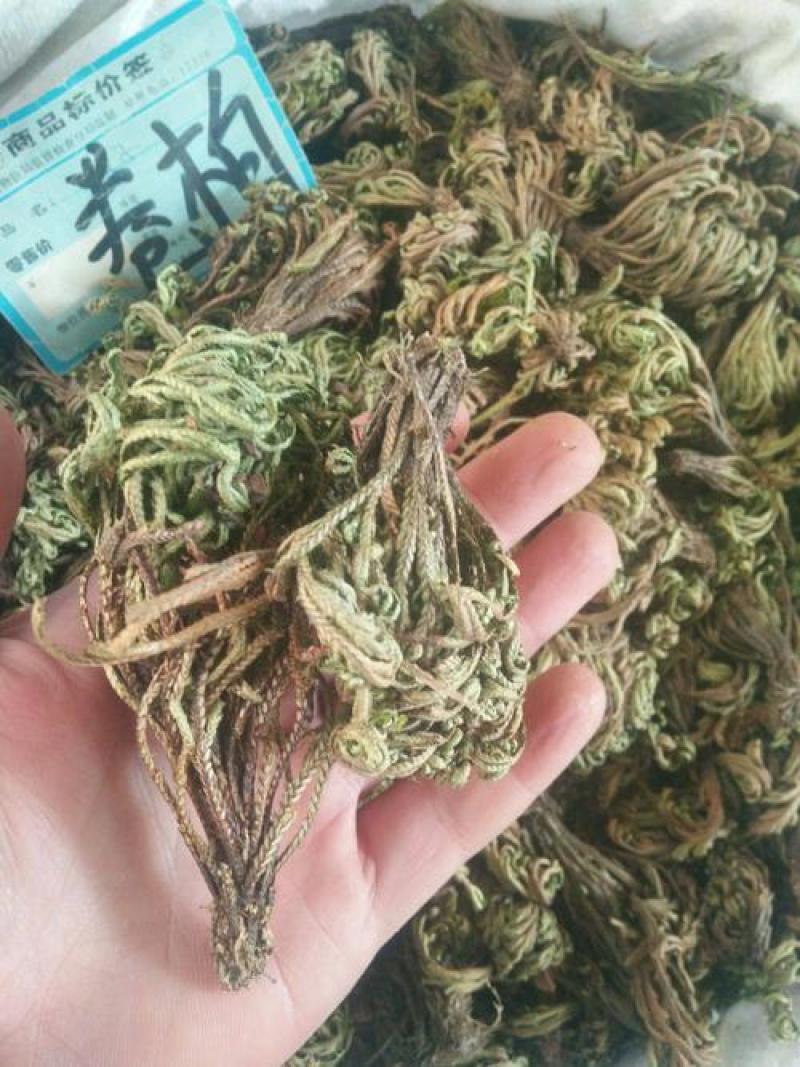 卷柏，返魂草，九死返魂草新货质量保证，欢迎咨询选购