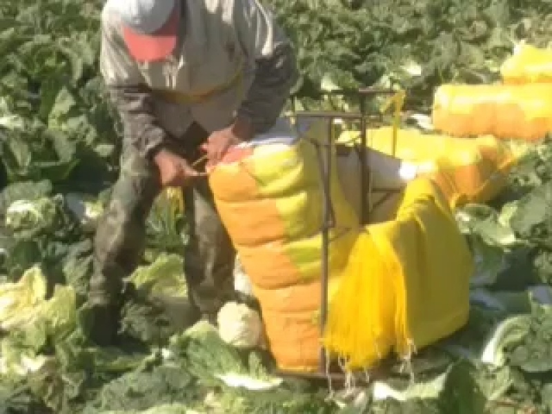 凌海市黄心白菜大量上市，产地直销，质量有保证。