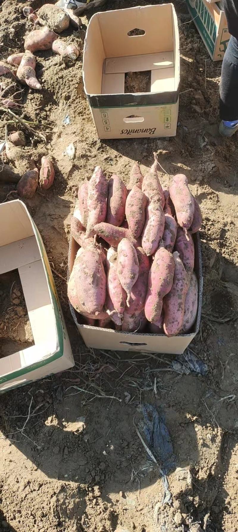 忻州红薯沙地红薯济薯26号新薯2号烟薯25西瓜红