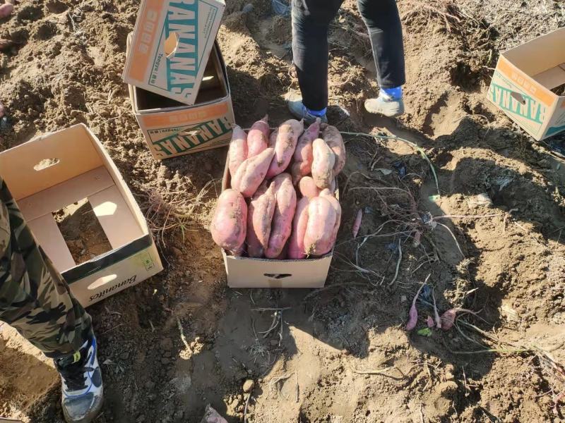 忻州红薯沙地红薯济薯26号新薯2号烟薯25西瓜红