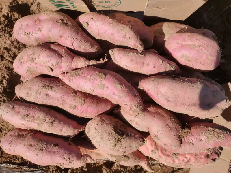 忻州红薯沙地红薯济薯26号新薯2号烟薯25西瓜红