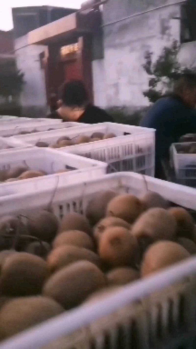 太白山优生区优徐香沵猴桃