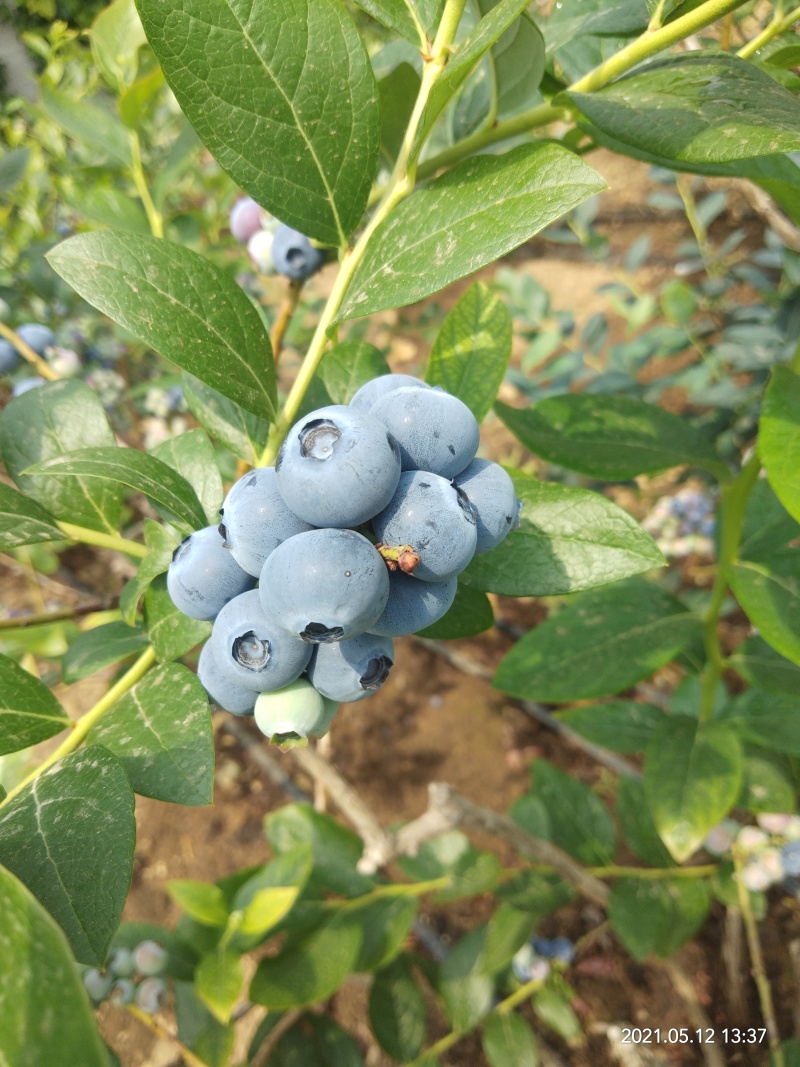 保健水果