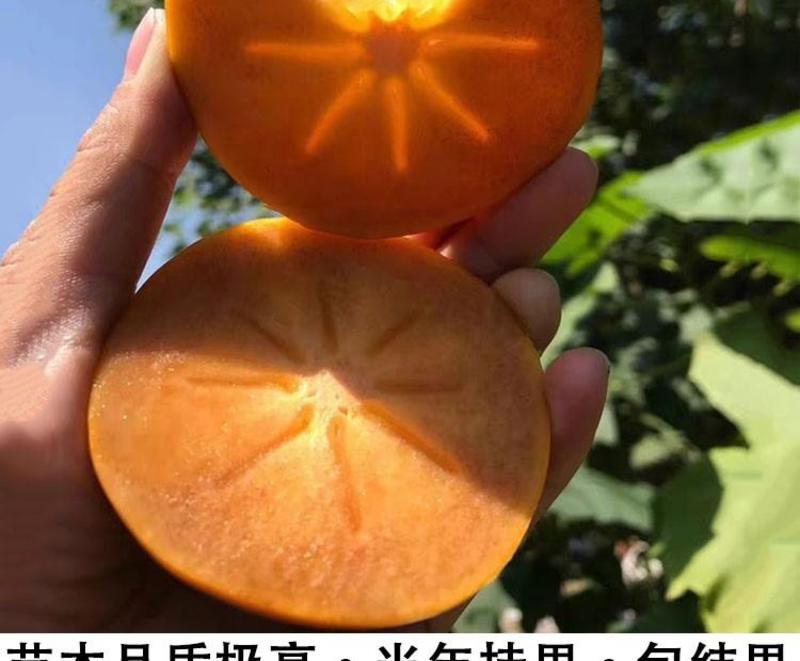 脆柿苗，台湾脆柿柿嫁接柿子苗保证结果