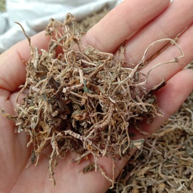 垂盆草，正品野生无硫水洗垂盆草新货，欢迎咨询选购！