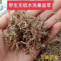 垂盆草，正品野生无硫水洗垂盆草新货，欢迎咨询选购！