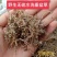 垂盆草，正品野生无硫水洗垂盆草新货，欢迎咨询选购！
