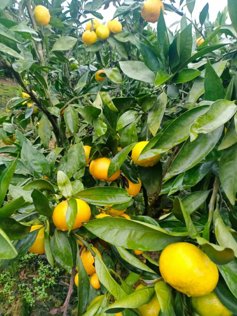 汉中城固蜜橘