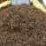 垂盆草，正品野生无硫水洗垂盆草新货，欢迎咨询选购！