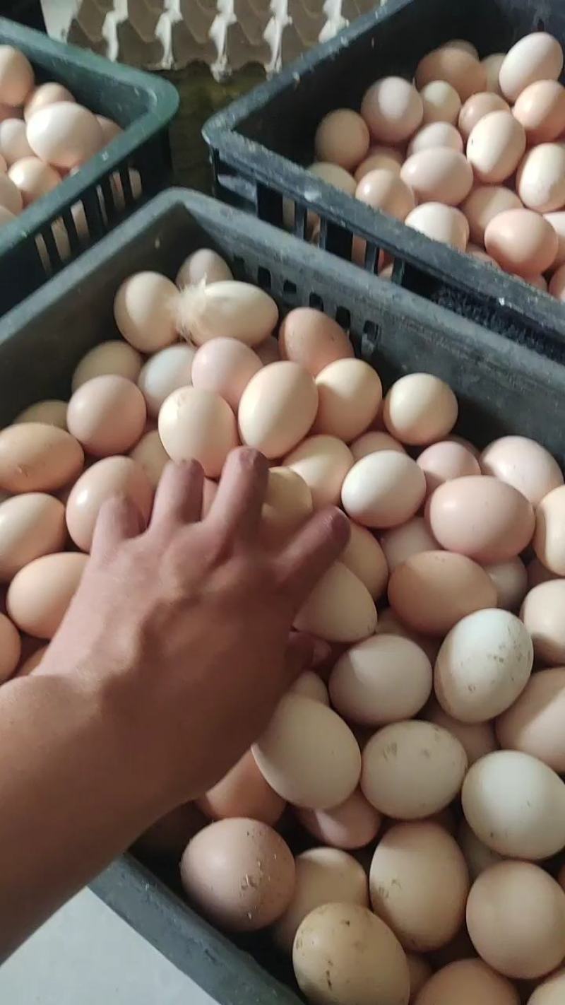红瑶种蛋土鸡种蛋损坏包赔包邮费