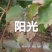 阳光玫瑰葡萄苗夏黑占木嫁接基地南北方适合种植