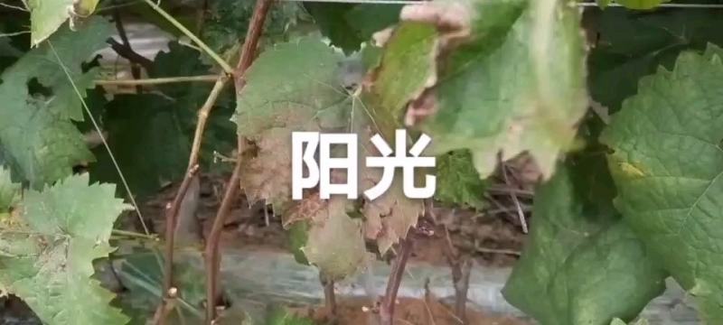 阳光玫瑰葡萄苗夏黑占木嫁接基地南北方适合种植