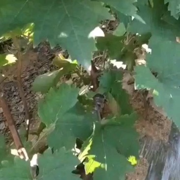 阳光玫瑰葡萄苗夏黑占木嫁接基地南北方适合种植
