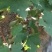 阳光玫瑰葡萄苗夏黑占木嫁接基地南北方适合种植
