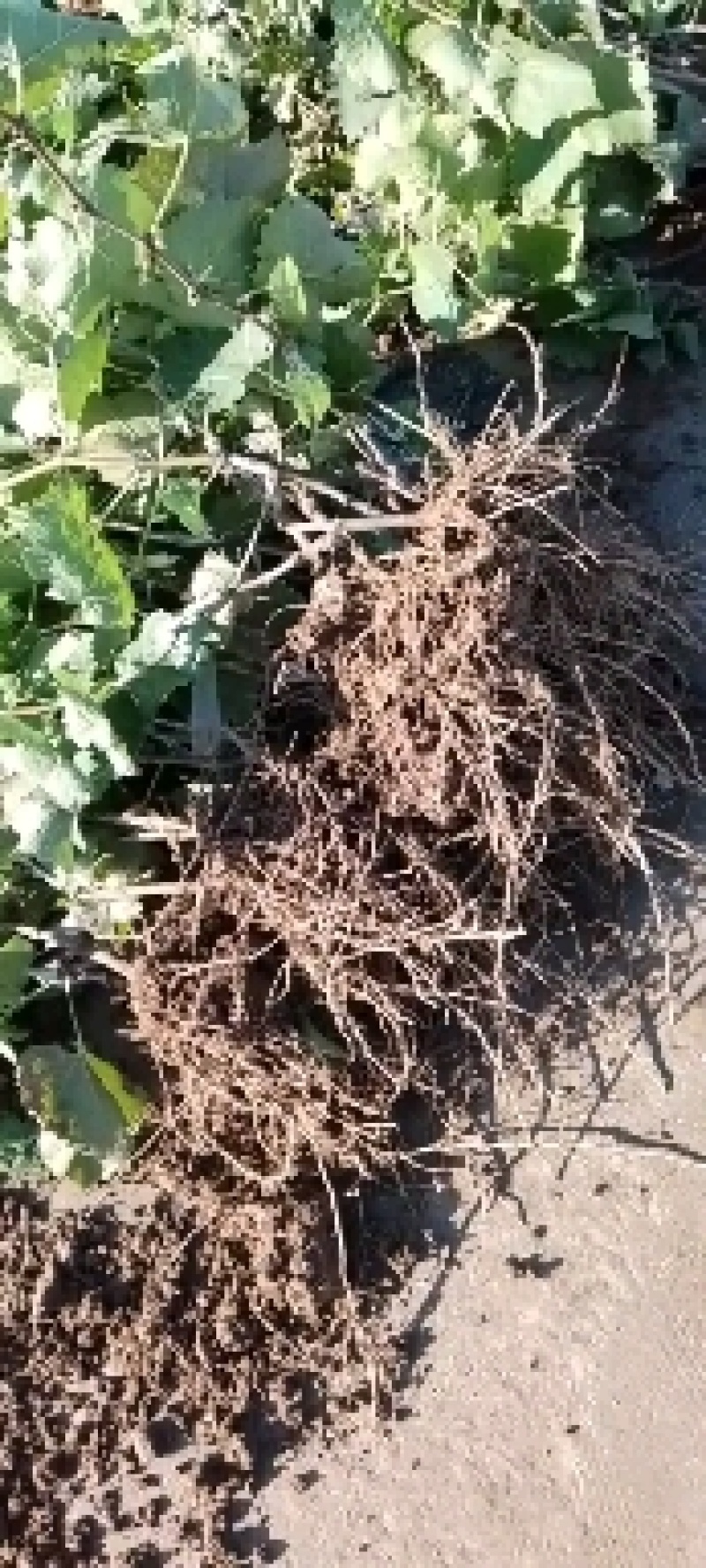 阳光玫瑰葡萄苗夏黑占木嫁接基地南北方适合种植