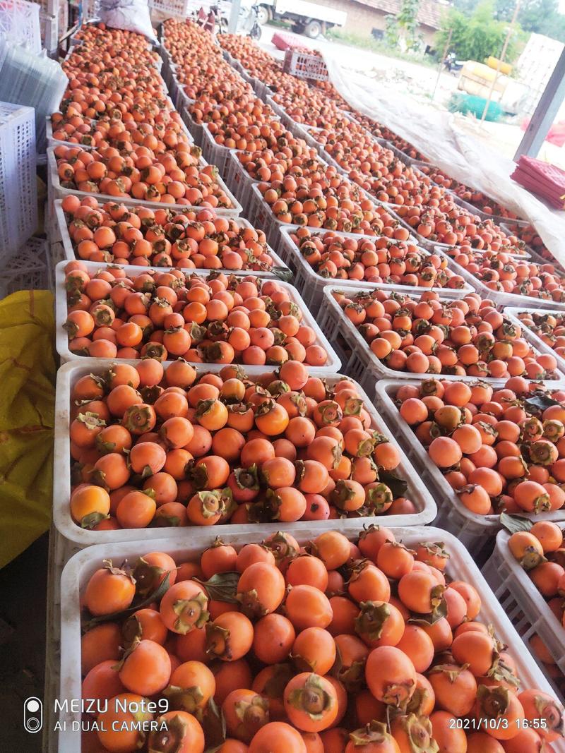 【有好货】柿子河南灵宝吊红胭脂红新鲜水果应季水果大量供应