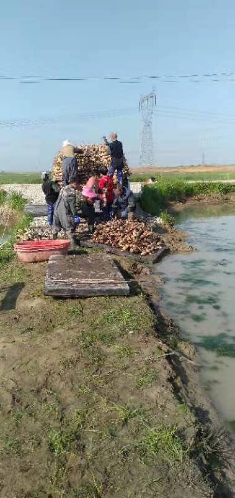 农科院藕种巨无霸鄂莲6号