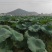 农科院藕种巨无霸鄂莲6号