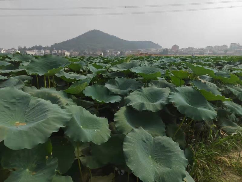 农科院藕种巨无霸鄂莲6号