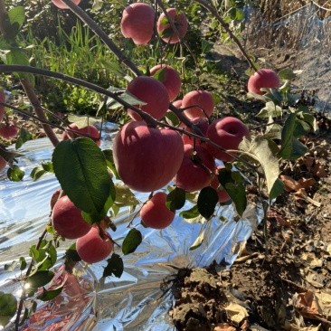 寒富苹果大量上市，剪叶铺膜，无水锈无雹伤个头匀