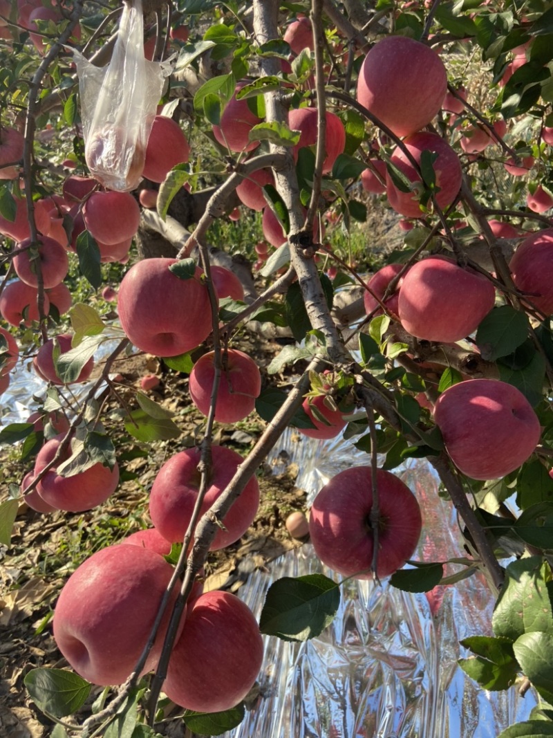 寒富苹果大量上市，剪叶铺膜，无水锈无雹伤个头匀
