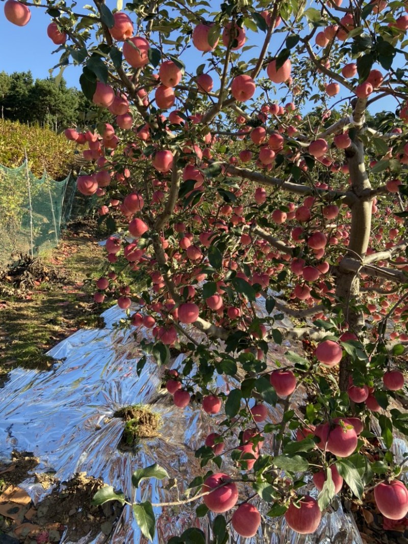寒富苹果大量上市，剪叶铺膜，无水锈无雹伤个头匀