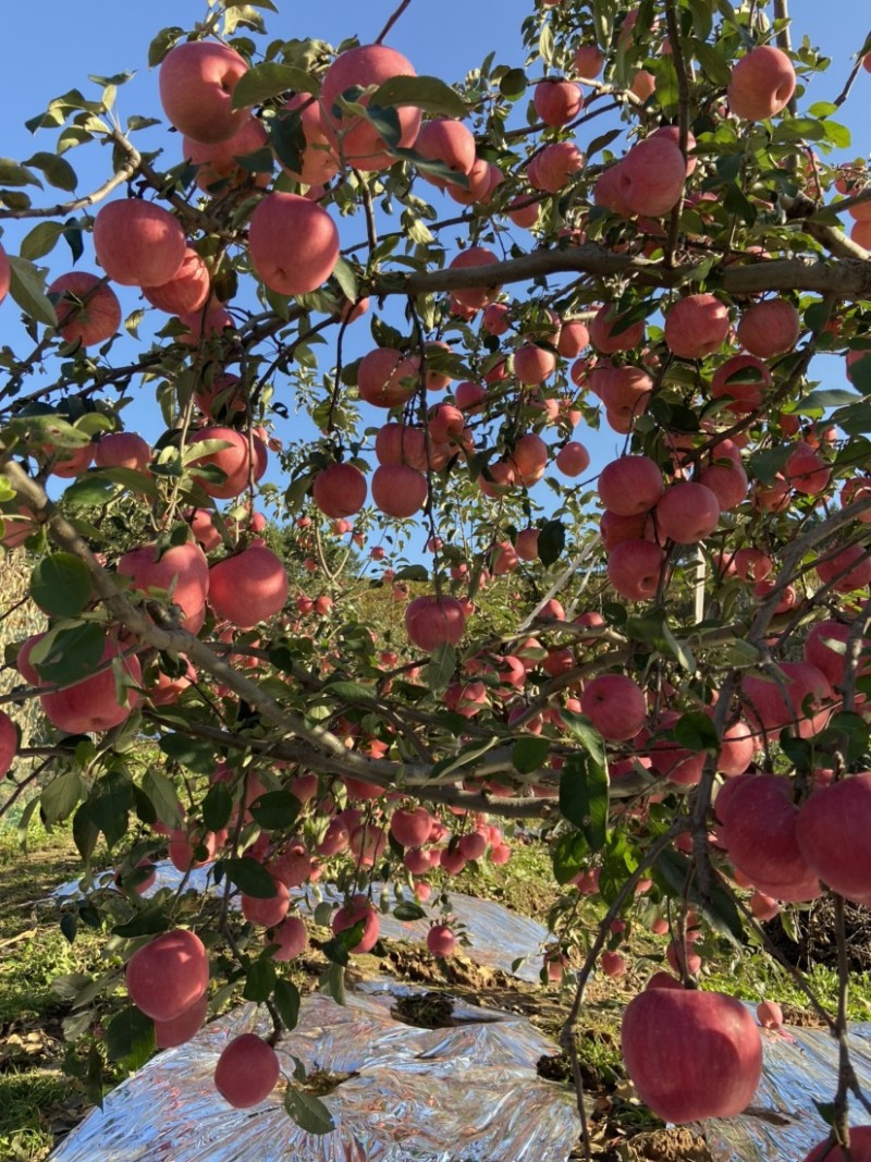 寒富苹果大量上市，剪叶铺膜，无水锈无雹伤个头匀