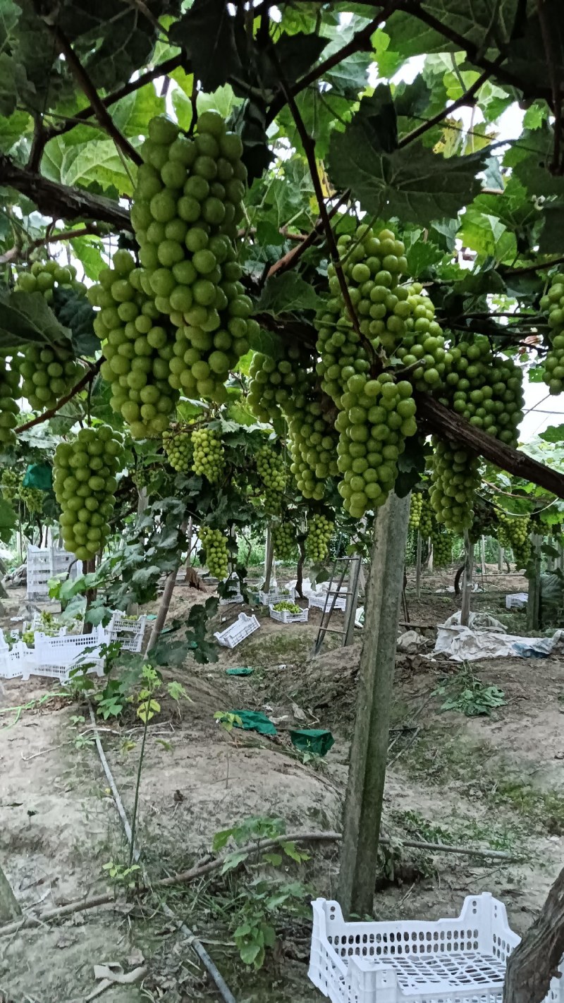 阳光葡萄
