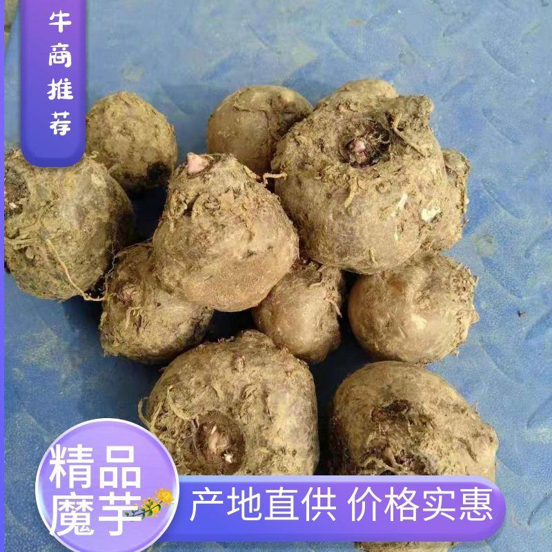 魔芋，秦岭商洛黑皮花魔芋，供应各种规格，欢迎各位老板来电