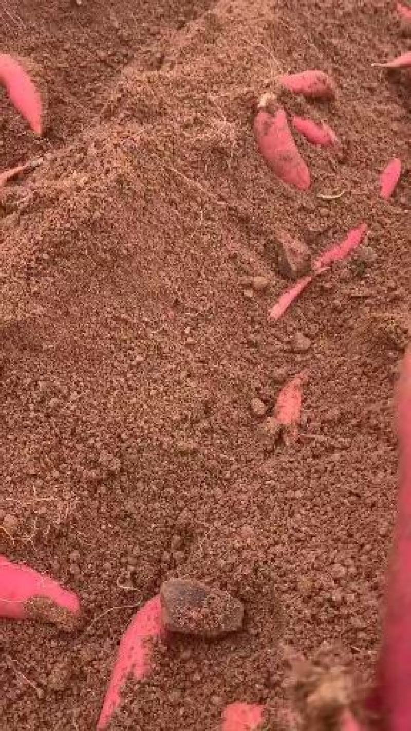 烟薯25，山东红薯量大质优，产地一手货源，全国发货