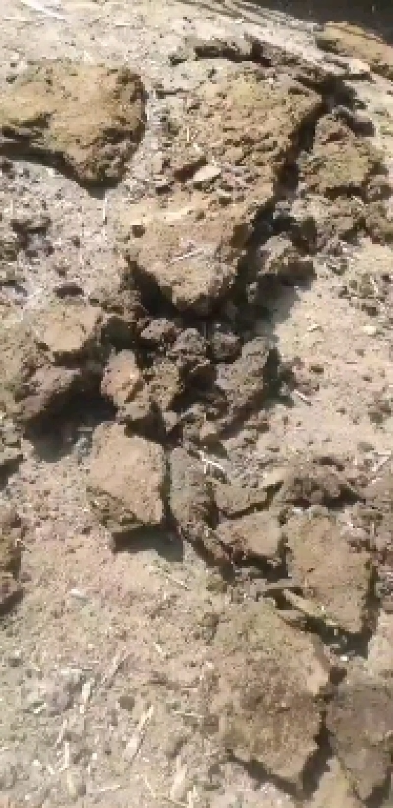 古浪县海子滩纯羊粪，大量出售，纯羊板砖，