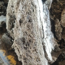古浪县海子滩纯羊粪，大量出售，纯羊板砖，