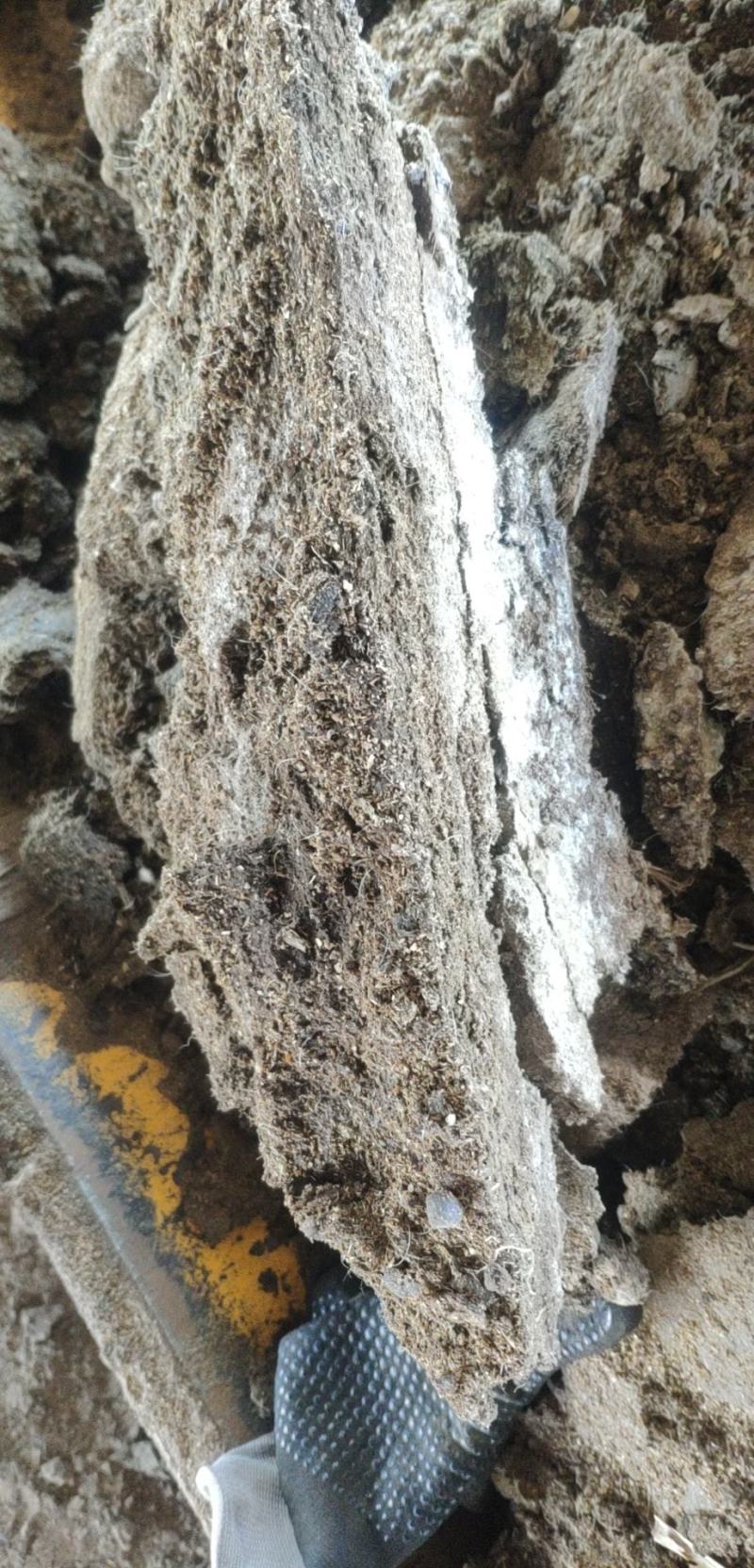 古浪县海子滩纯羊粪，大量出售，纯羊板砖，