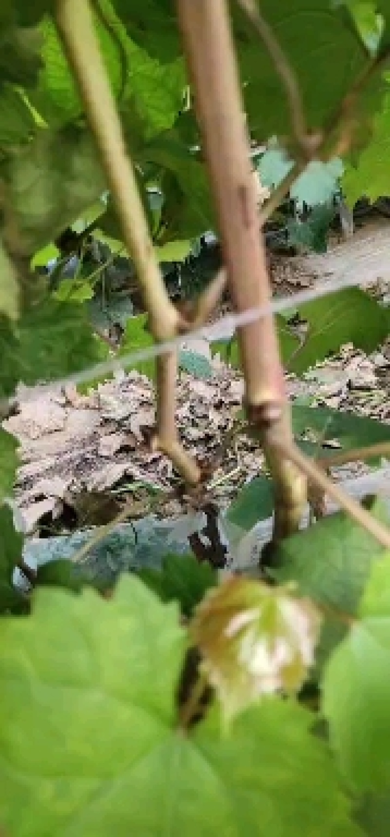 妮娜皇后葡萄苗贝达砧木嫁接苗基地南北方适合种植