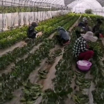 妮娜皇后葡萄苗贝达砧木嫁接苗基地南北方适合种植