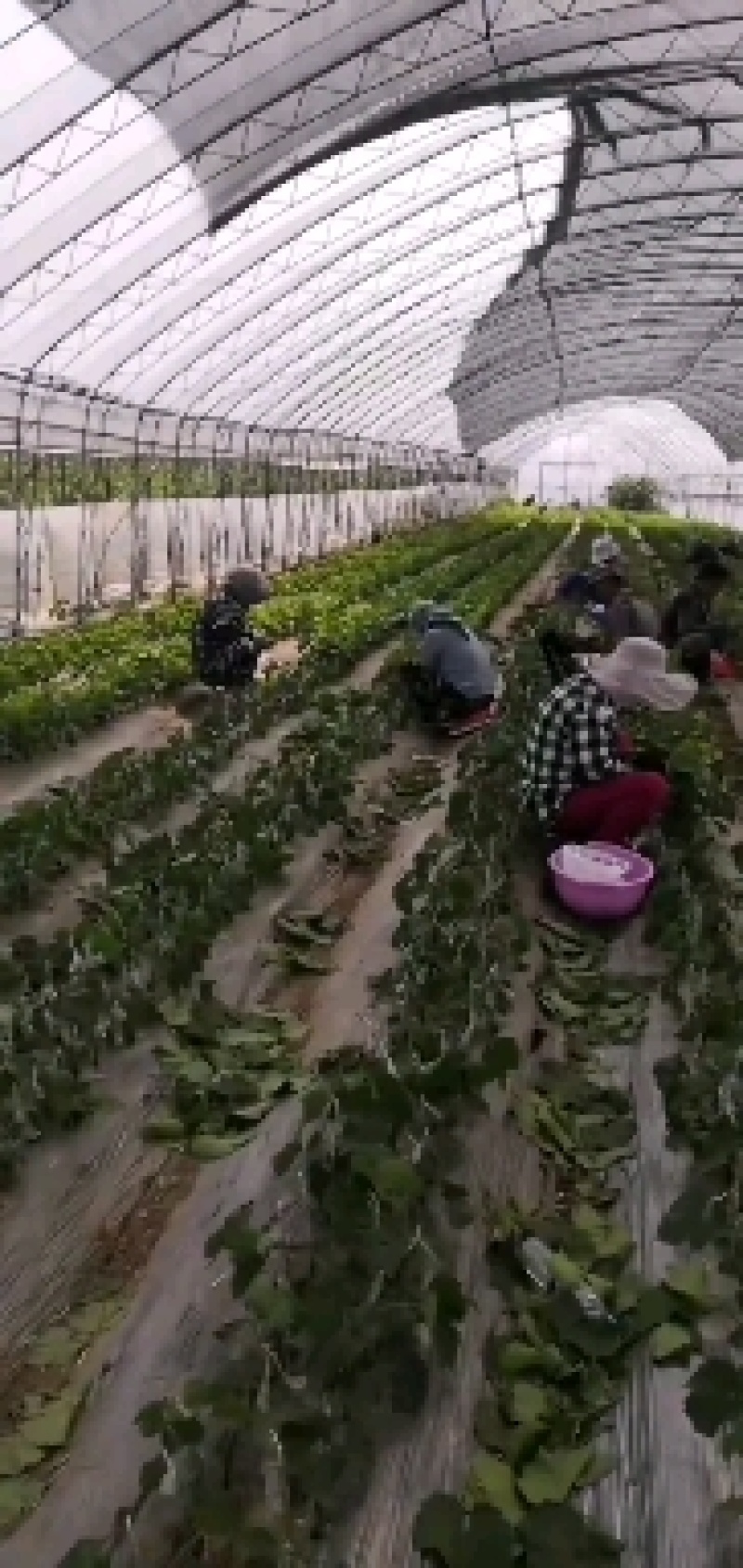 妮娜皇后葡萄苗贝达砧木嫁接苗基地南北方适合种植